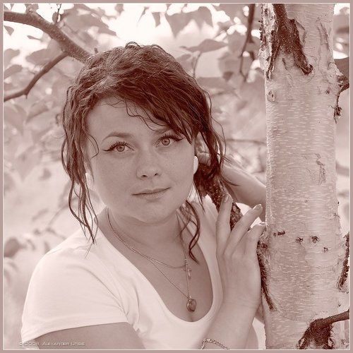 Березка классическая