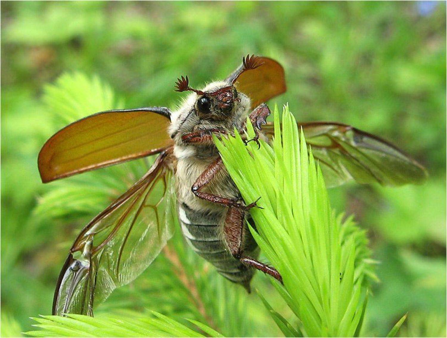 жук, майский, КарОл