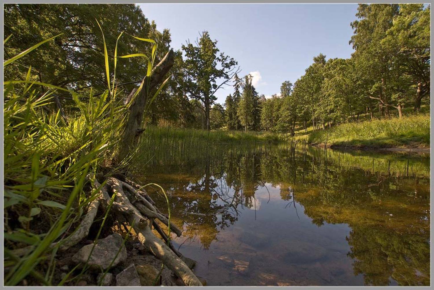 ораниенбаум,парк,речка,коряга, domovoi