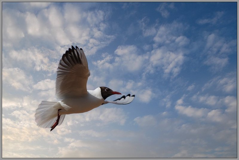 чайка,небо,залив Обнимая небо... фото превью