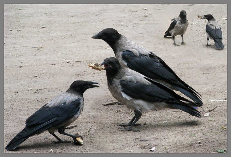 птицы, печенье Мы делили... фото превью