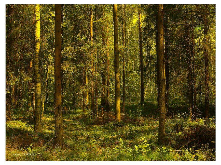 , Лариса Запатрина