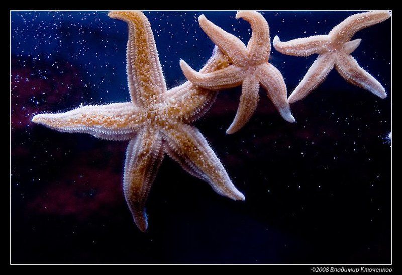 Звезды и туманности фото превью