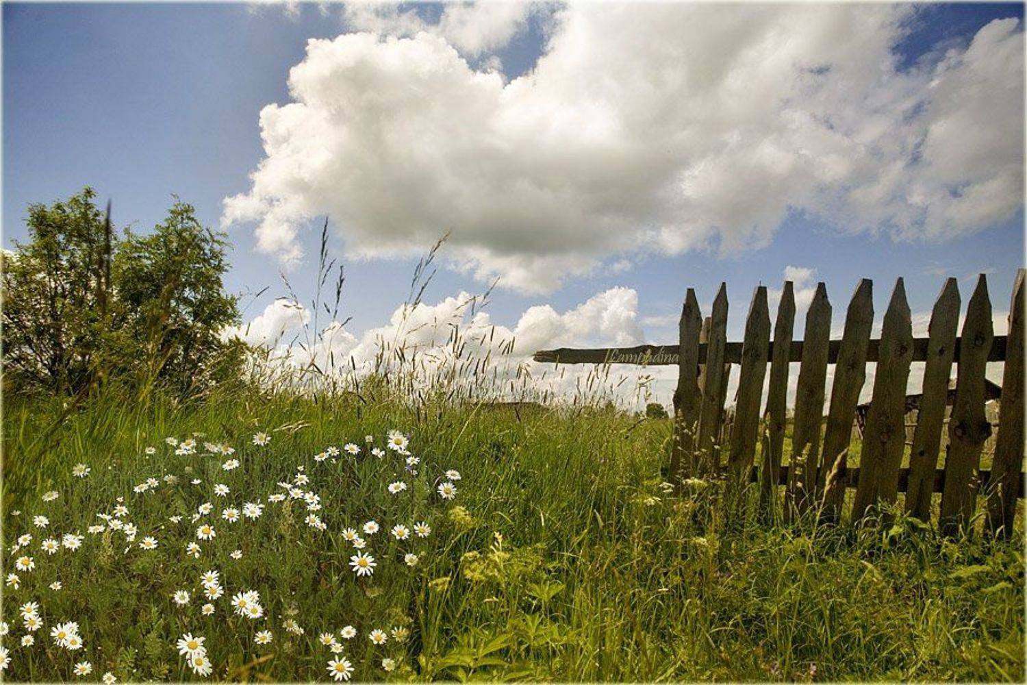 тверская область, деревня, опустение, разруха, ромашки, лето, lampadina