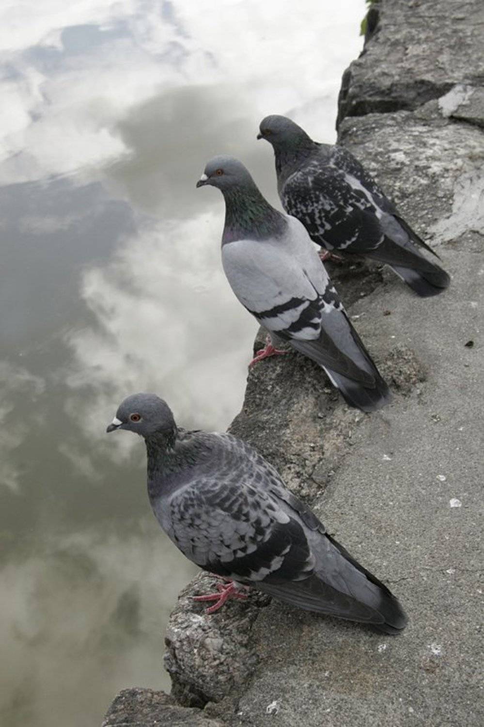 птицы, голубь, небо,  пруд, облака, Svetik