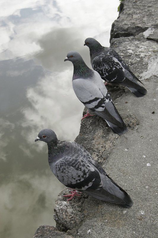 птицы, голубь, небо,  пруд, облака Над небом голубым фото превью