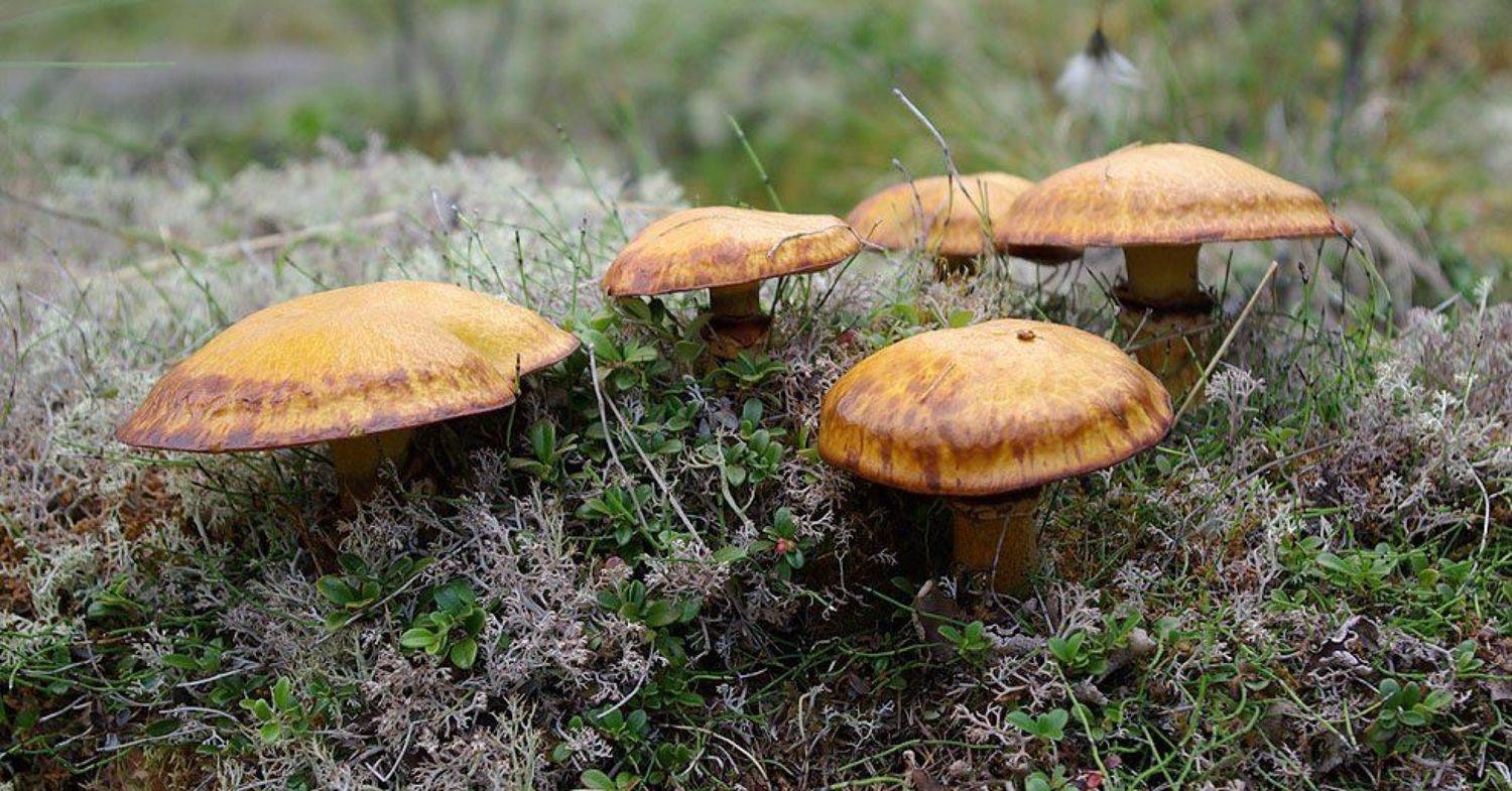 маслята, Солодухин Виктор