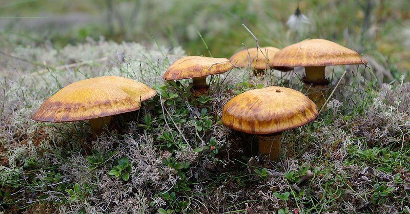 маслята Маслята фото превью