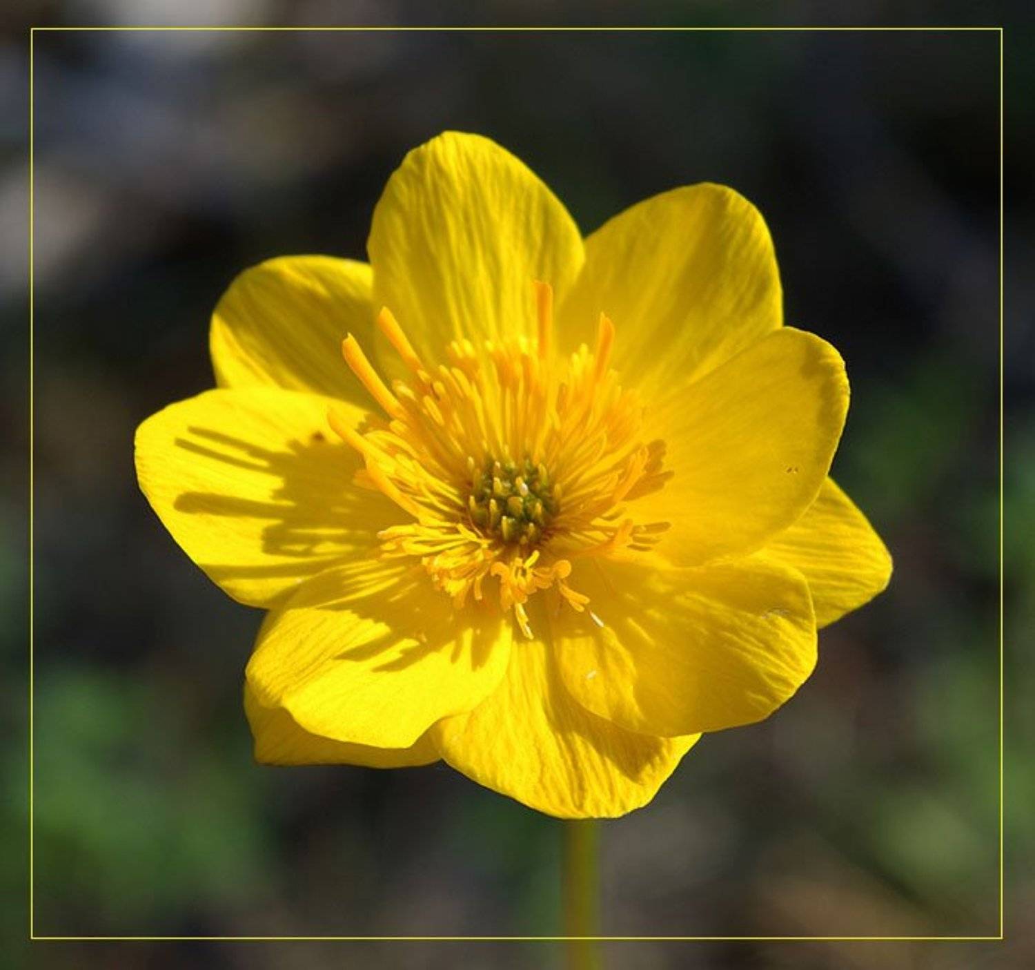 жарки,купальница, Солодухин Виктор