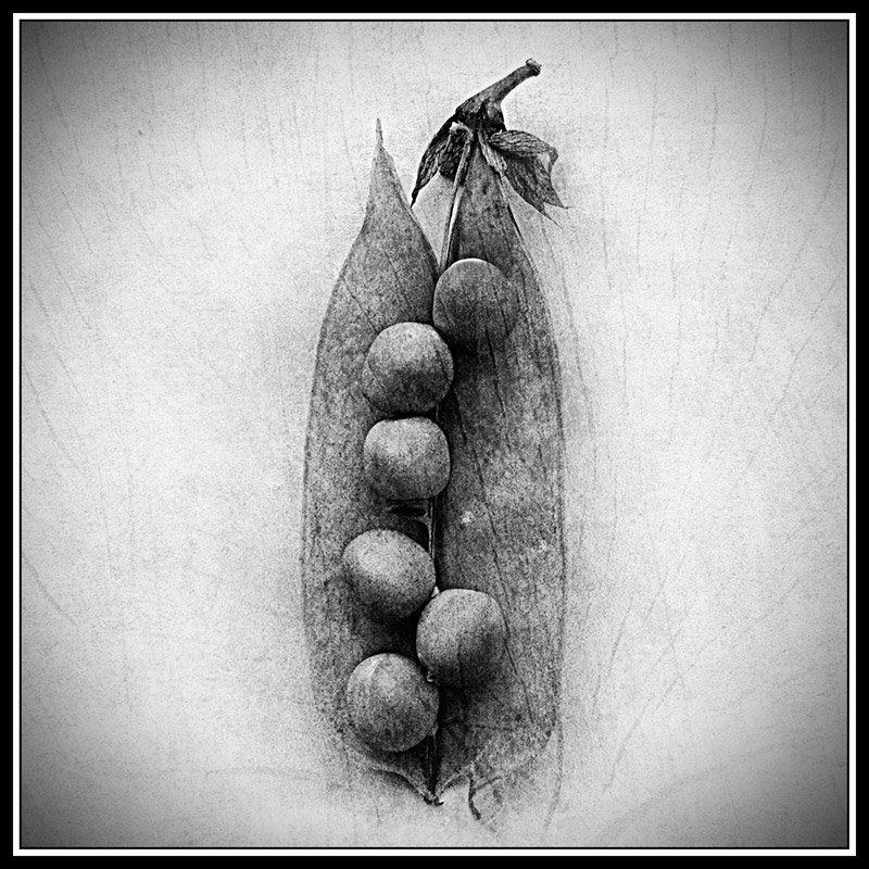 Анатомия стручка фото превью