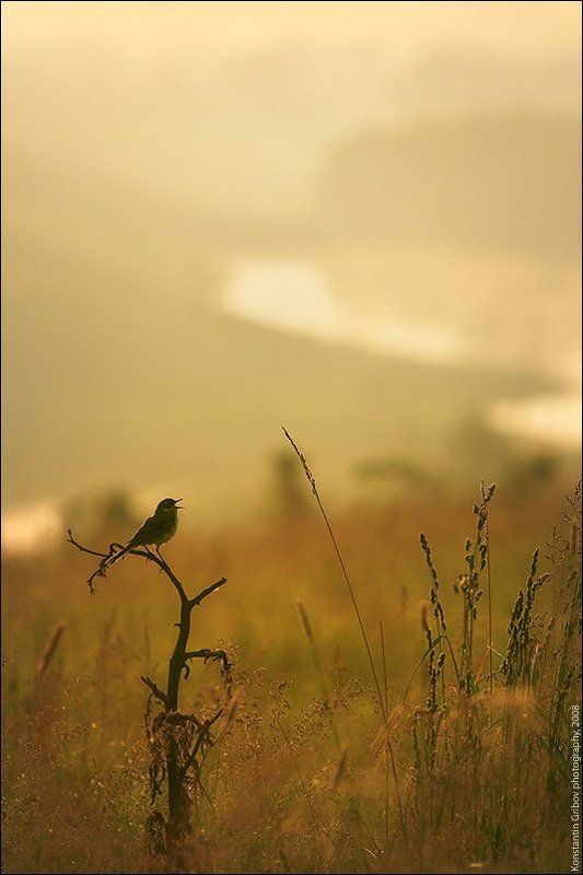 Летняя Песня :) фото превью