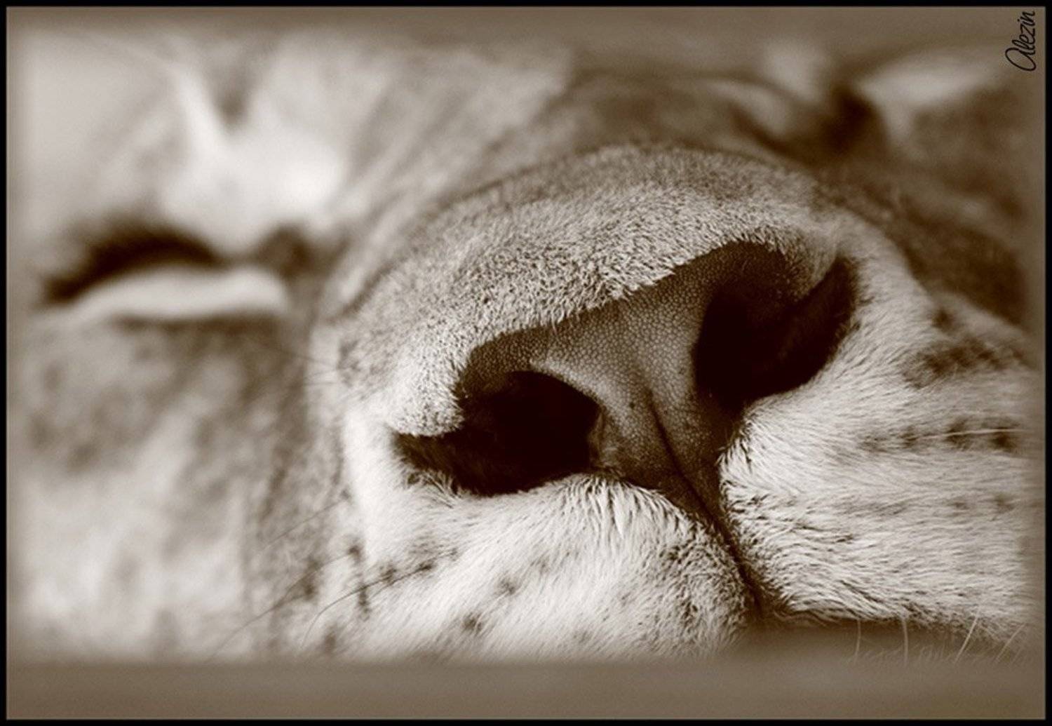 , Алексей Зиновьев (Alezin)