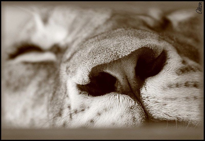 Сладкий сон фото превью