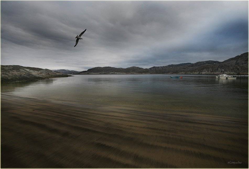 баренцево море , малая немецкая бухта, чайка, патруль, отлив, lampadina