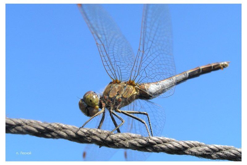 стрекоза, макро На канате фото превью