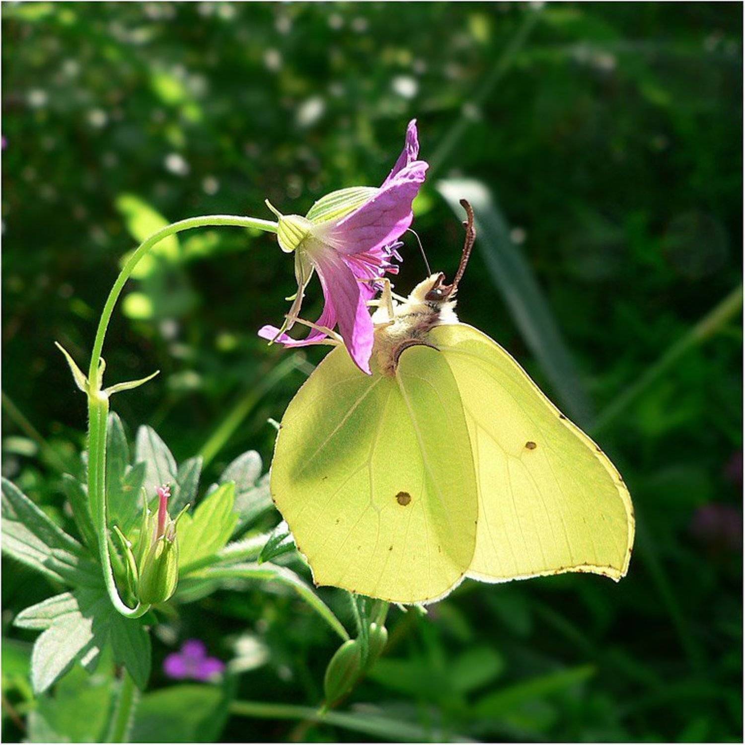 бабочка, КарОл