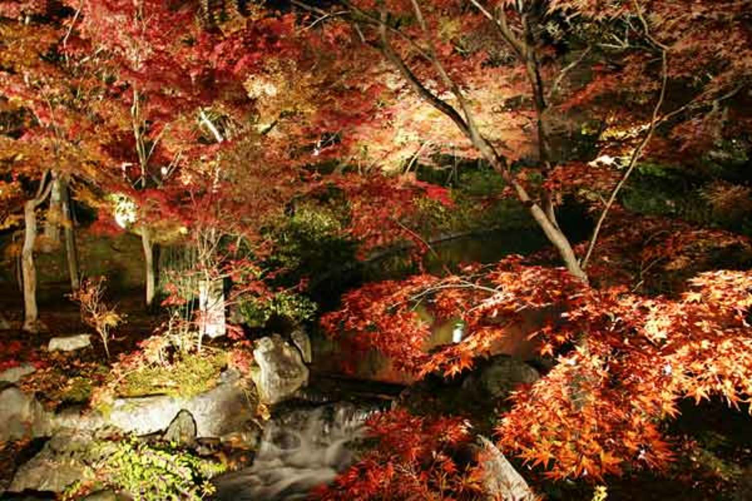 ночь, клены, природа, пейзаж, вода, киото, сад, осень, Svetik