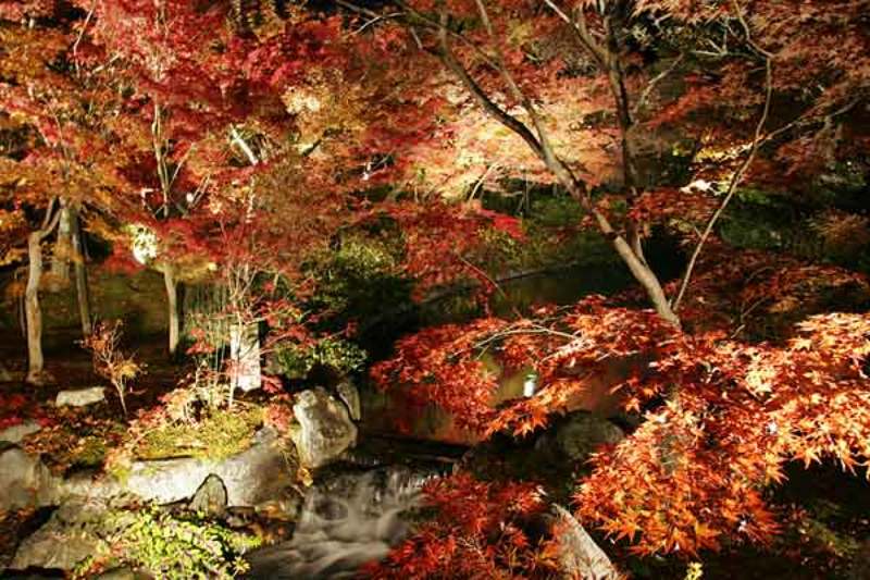 ночь, клены, природа, пейзаж, вода, киото, сад, осень Красные клены Киото фото превью