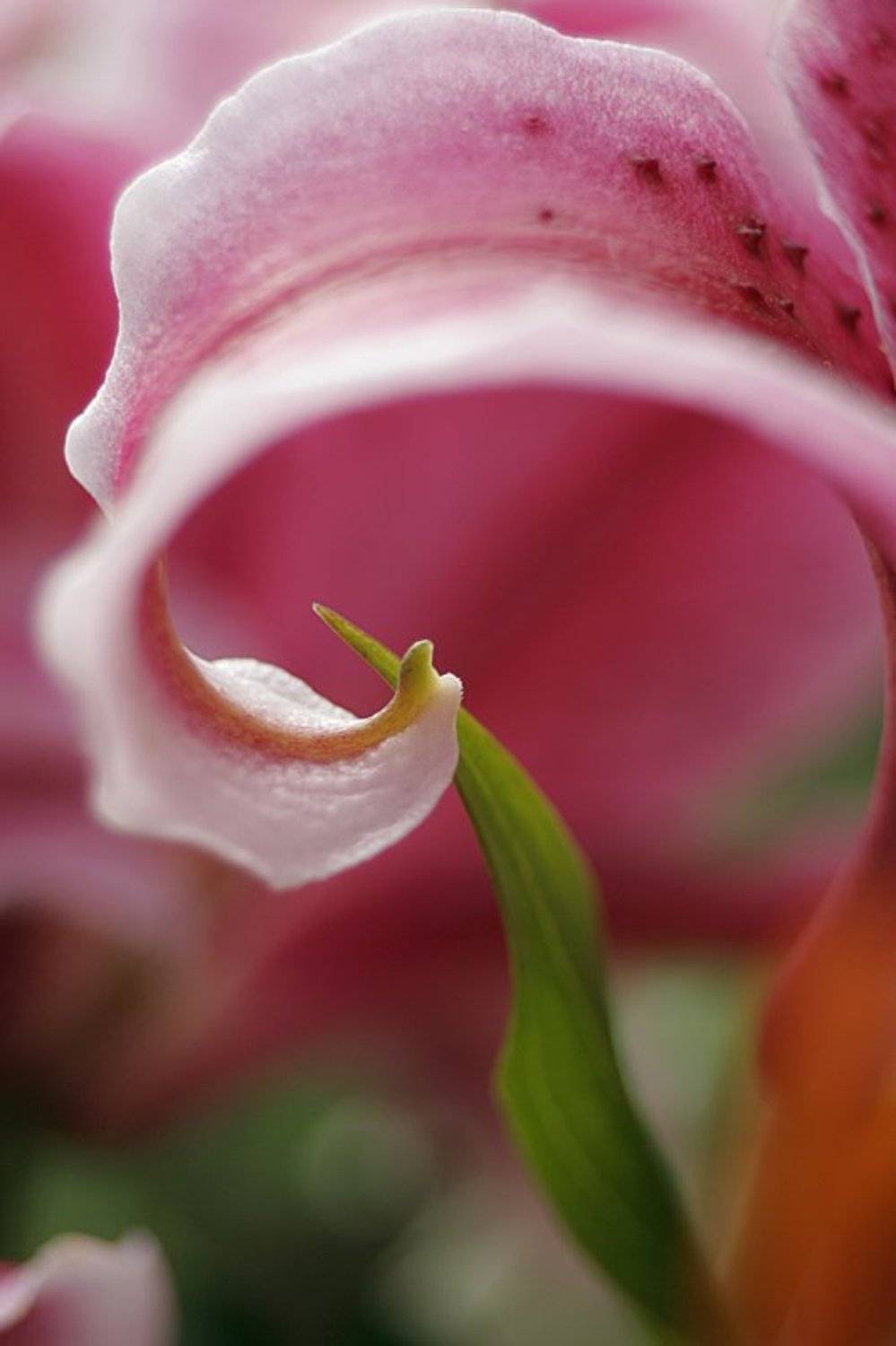 макро, природа, цветы, лист, любовь, лето, Svetik