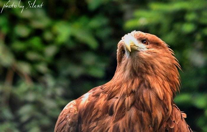 орел, Silent