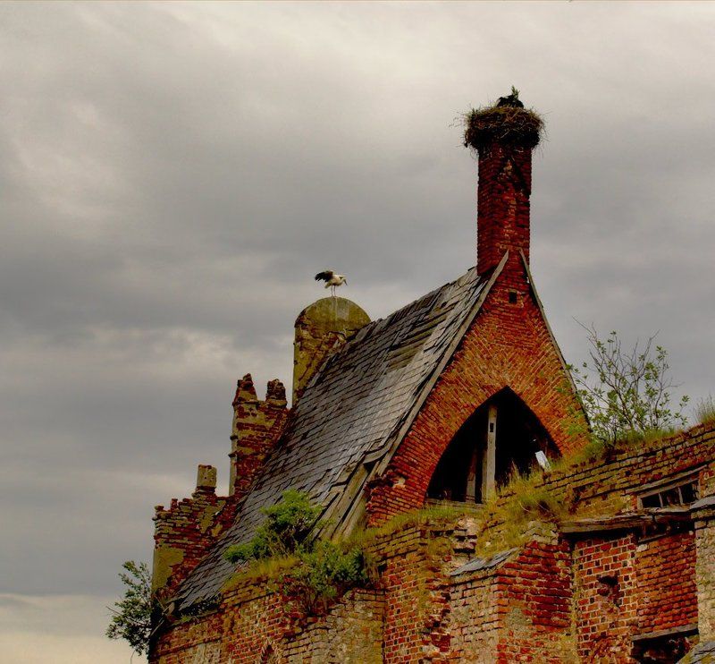 Про аистов фото превью