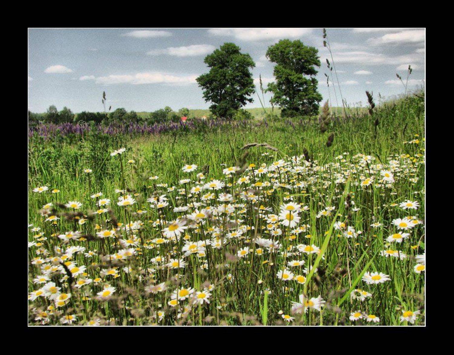 , Лунный Ежик