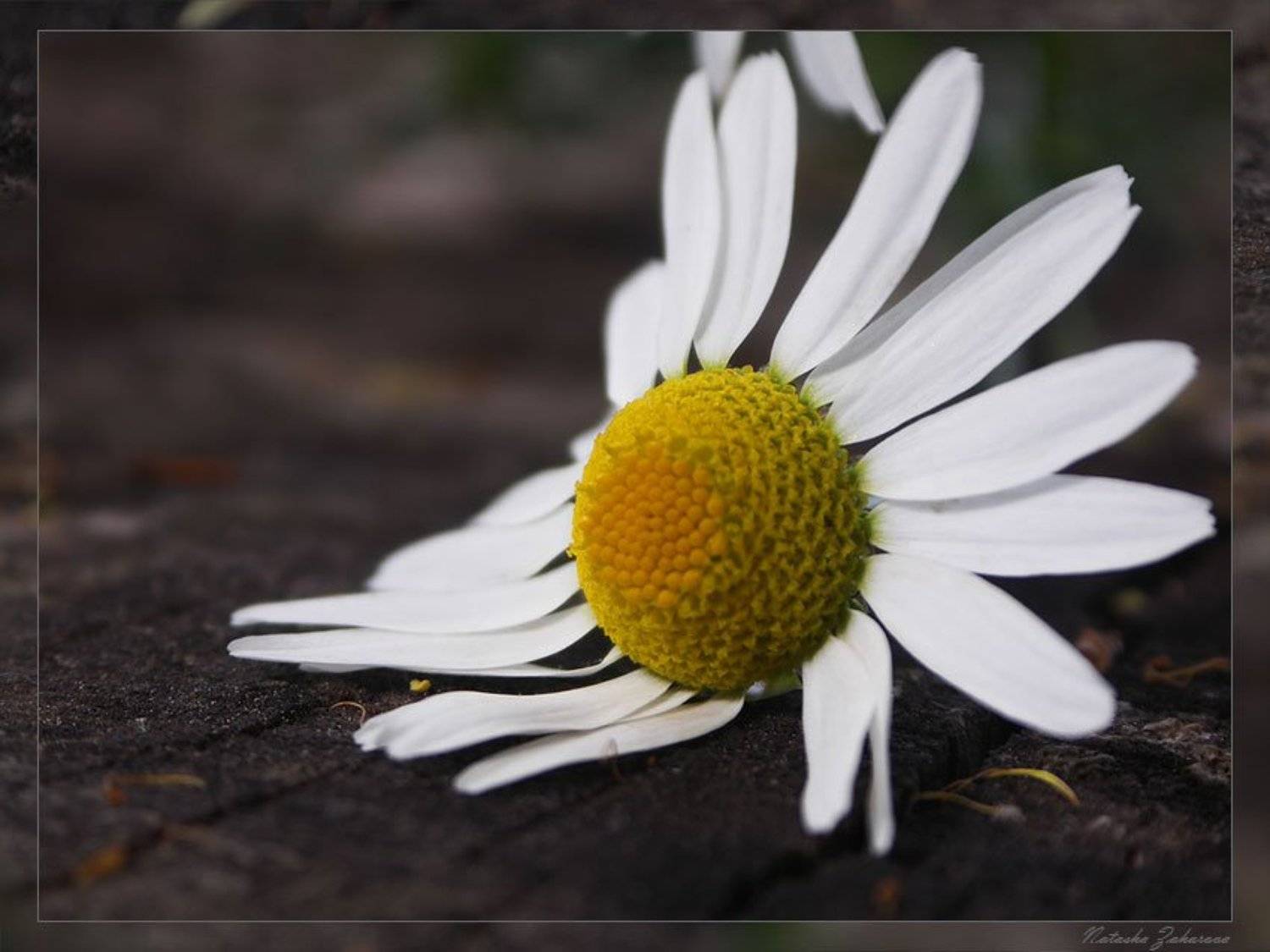 ромашка, Наталья Захарова
