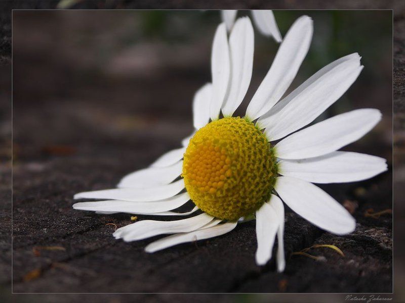 ромашка Ромашка...для... фото превью