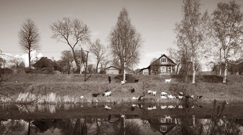 шлиссербург,козы,выгул,домик,канал Козочки фото превью