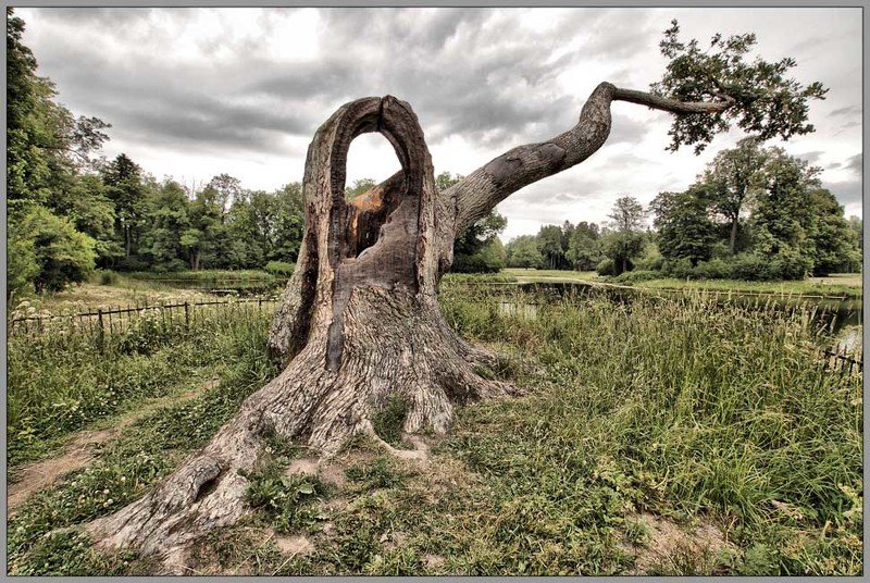 Причуды природы... фото превью