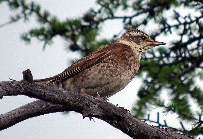 дрозд,белобровник Дрозд-белобровник фото превью