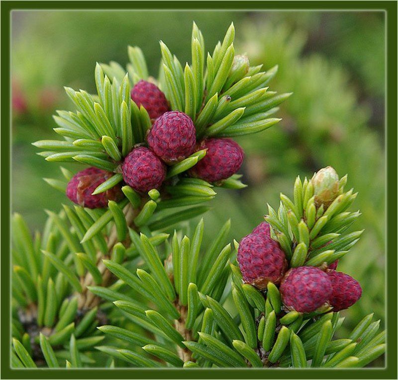 ель,шишки Рождение шишек фото превью