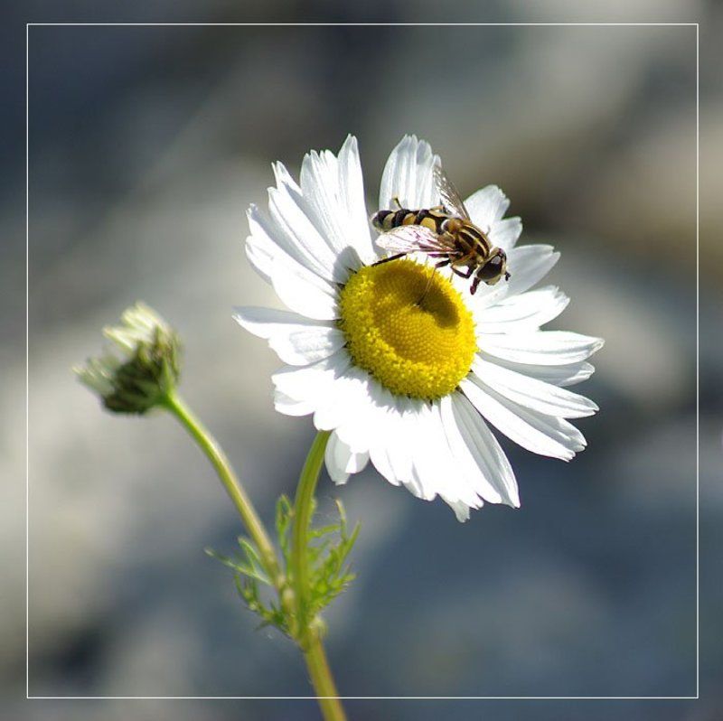 журчалка,ромашка Ромашка фото превью