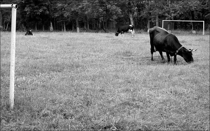 , Eland