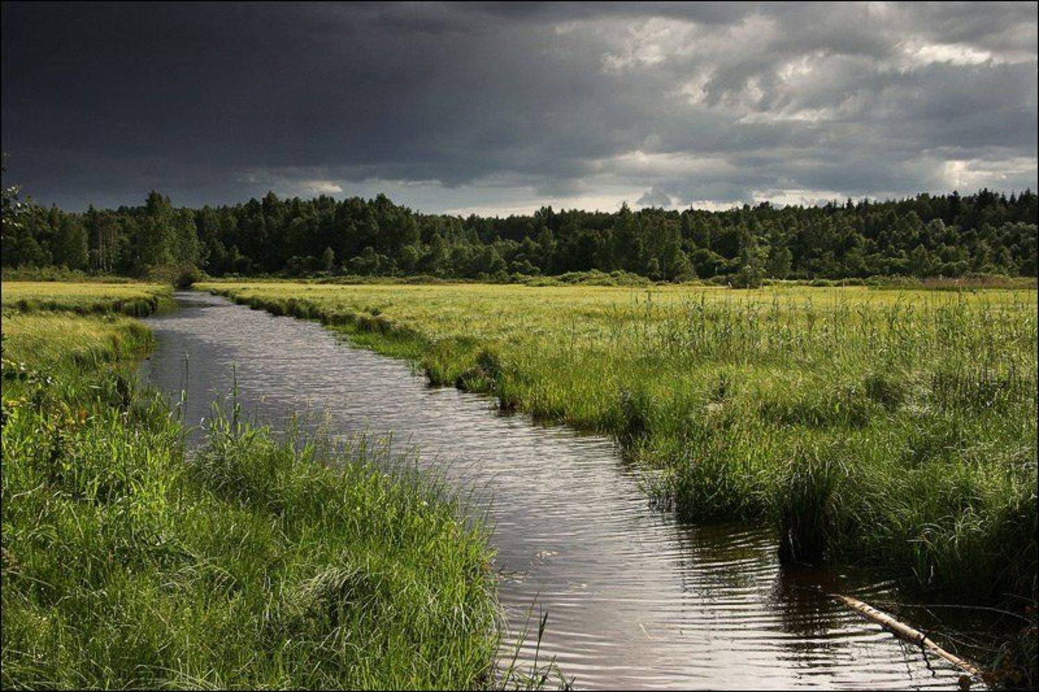 болото, мелиорация, канава, поле, трава, лес, горизонт, туча, небо, облако, дождь, лето, день, солнце, dyadyavasya, Дмитрий Шамин