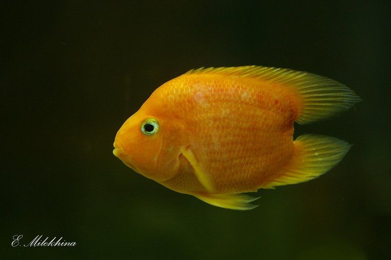 рыбка рыбка..рыбка золотая фото превью