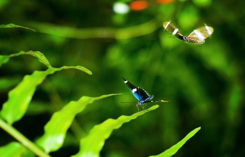 Бабочкина любовь фото превью