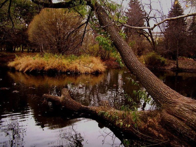 осень, парк Осенний парк фото превью
