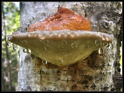 Грибные слезы