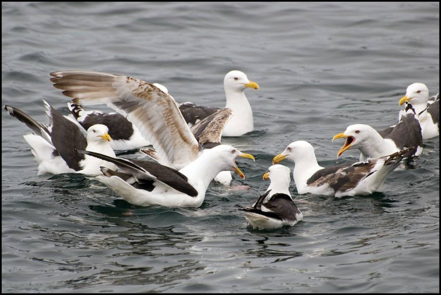 чайки, рыбалка, Voldemar