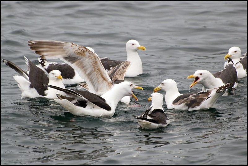 чайки, рыбалка \