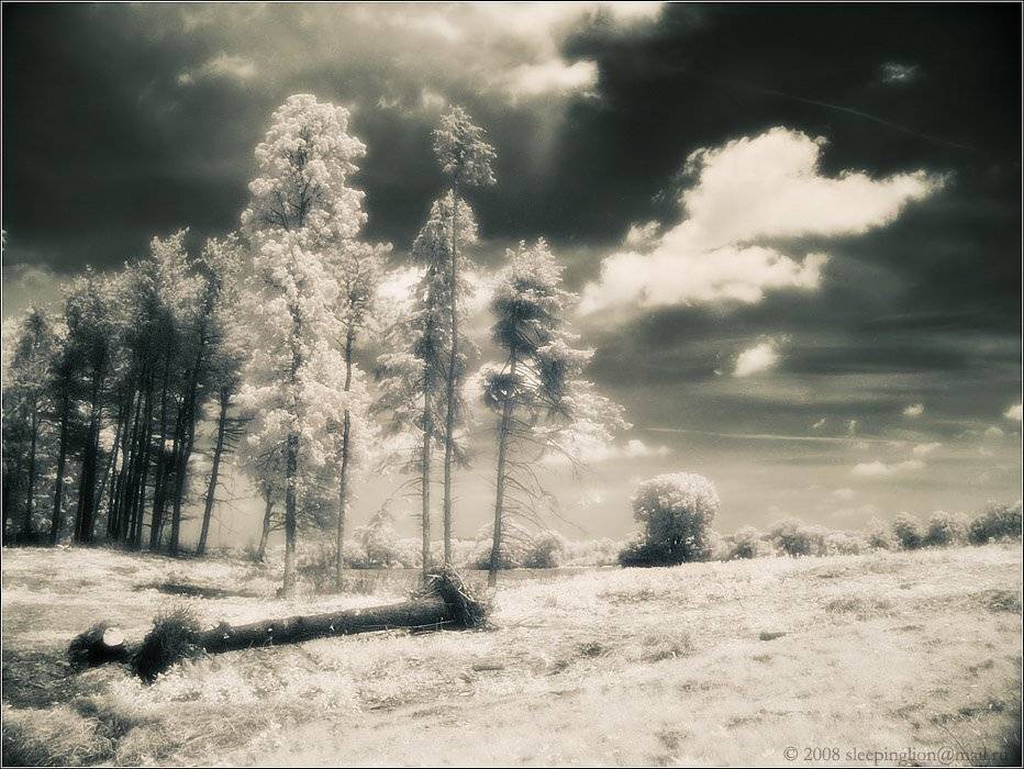 ик, пейзаж, infrared, инфракрасный, инфракрасное, pilgrim, hoya r72, minolta dimage 7, Pilgrim
