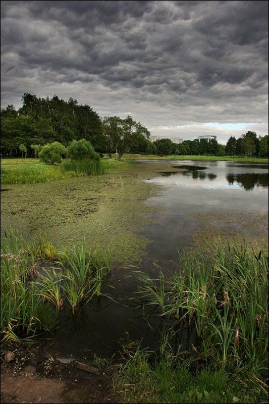 пруд, город, парк, питер, петербург, вода, отражение, небо, туча, облако, дом, дерево, трава, ряска, тина, dyadyavasya Городской пруд фото превью