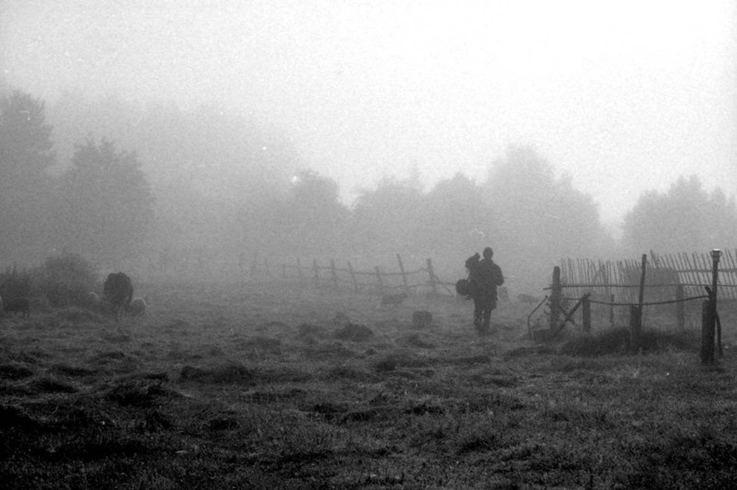 пленка, чб, 35мм, Berezin Saveliy