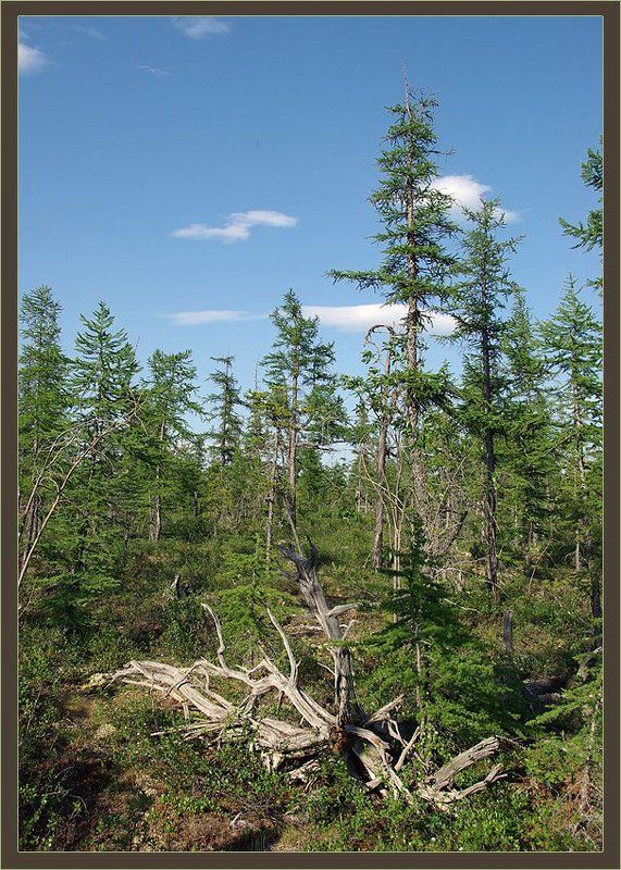 тайга Таёжное лето фото превью