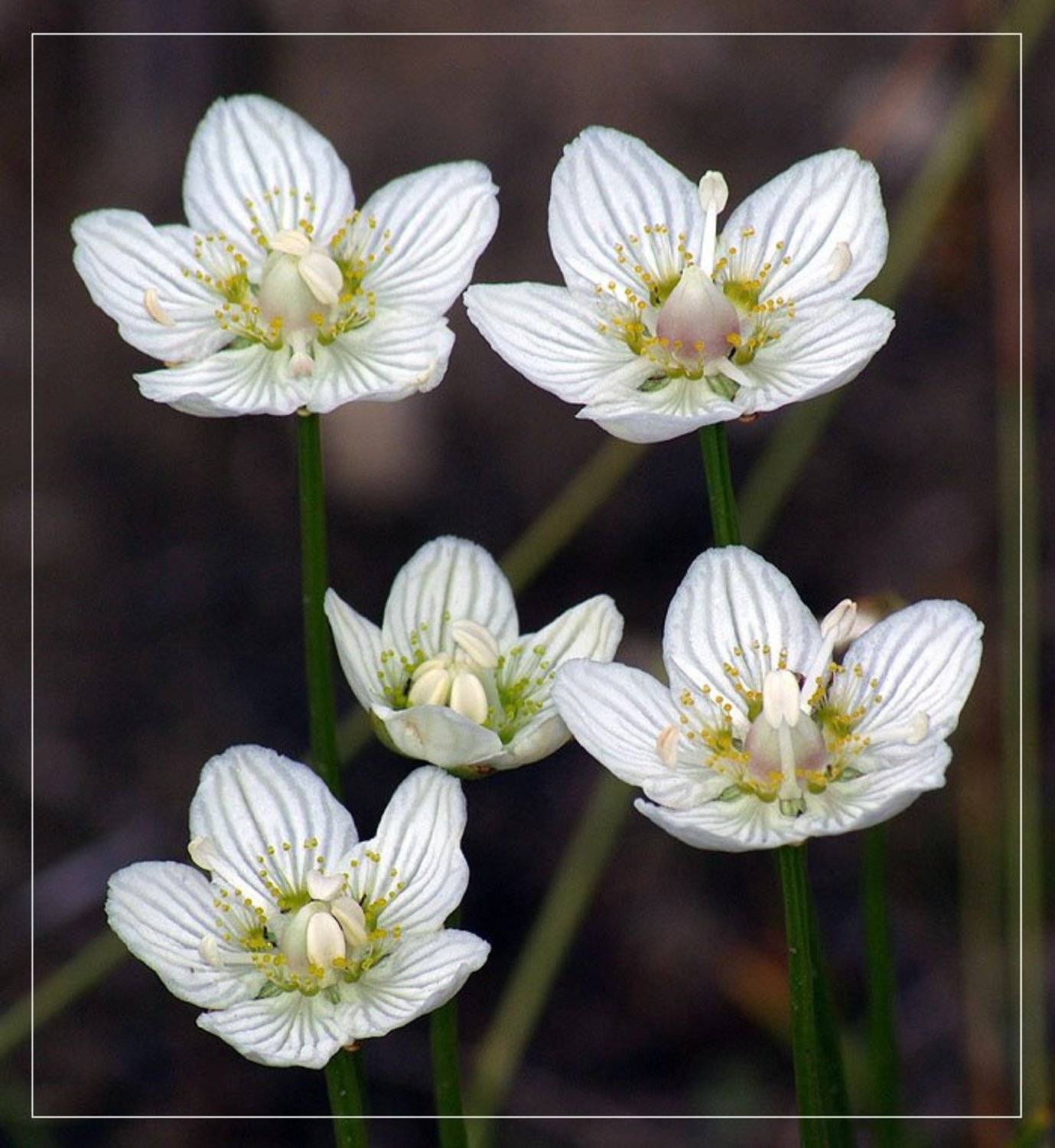 цветы, Солодухин Виктор