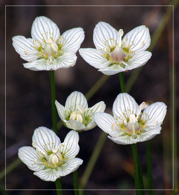 цветы Белозор болотный фото превью