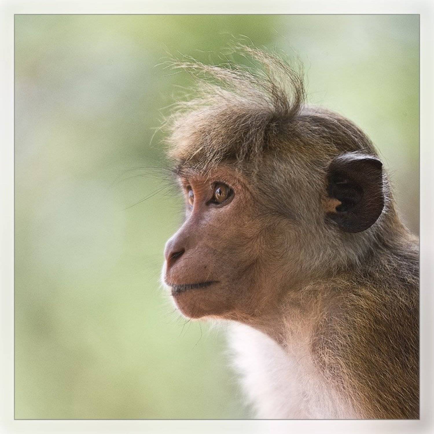 шри ланка, Сергей Милицкий