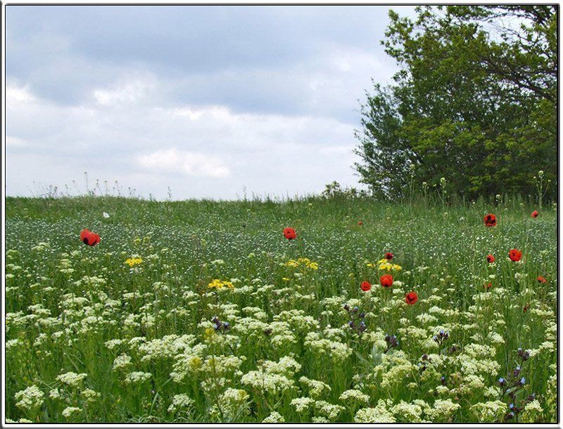 травы полевые, лето, разнотравье Травы полевые фото превью