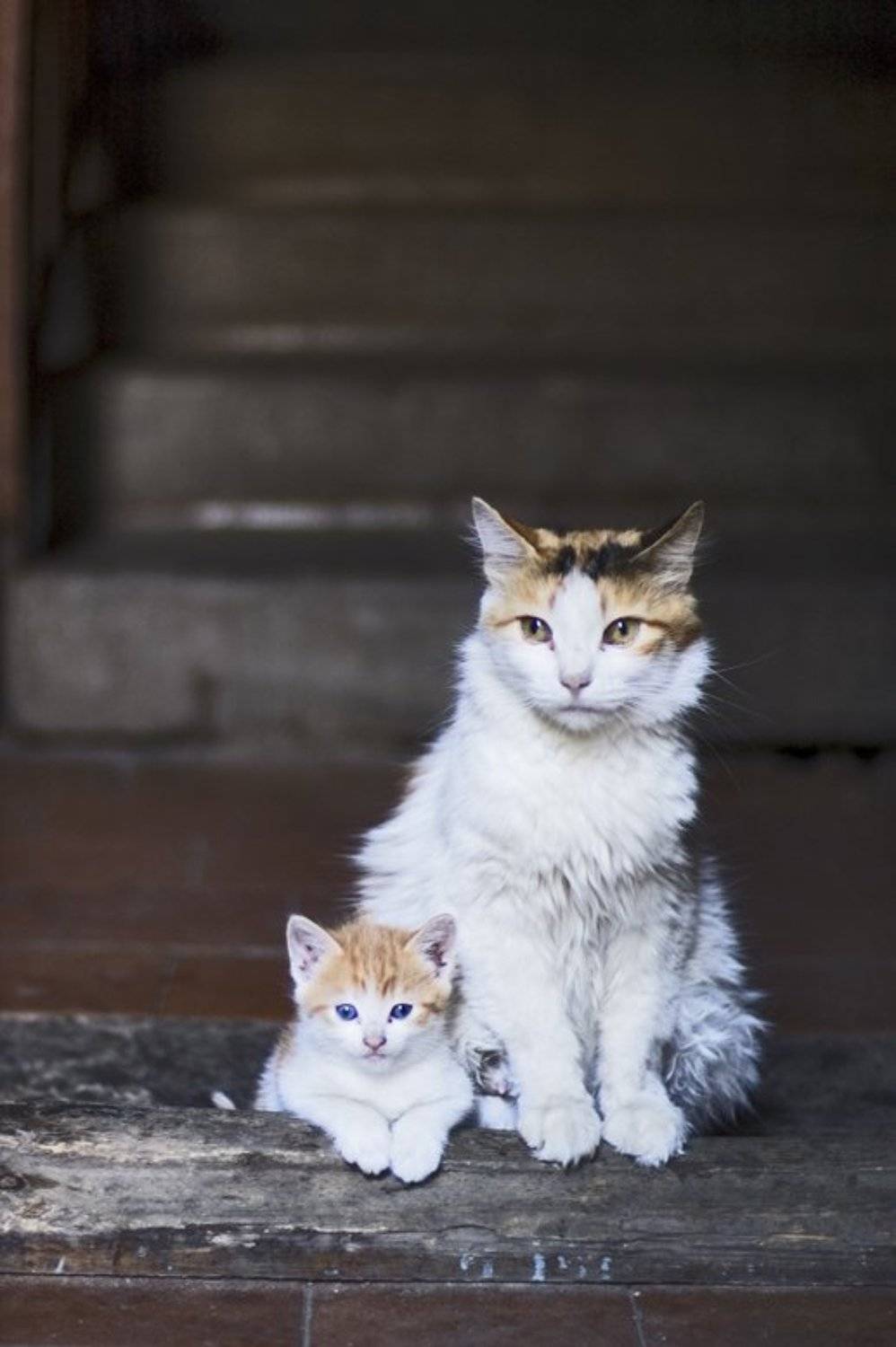 кошка,котенок,подъезд,неизвестность,ожидание, Евгений Пугачев.